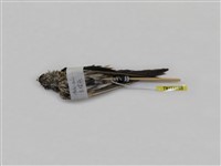 藏品(赤腰燕)的圖片